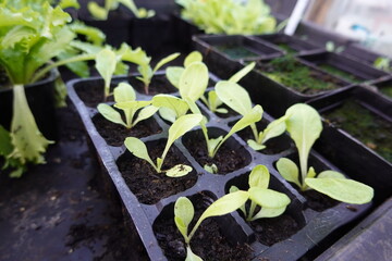 Green plant seedlings growing on tray soil