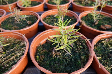 Green rosemary plants growing in pot soil