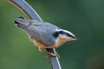 Red-breasted Nuthatch