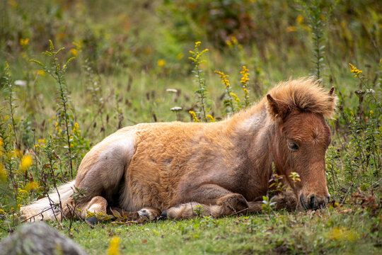 Sleepy Little Foal