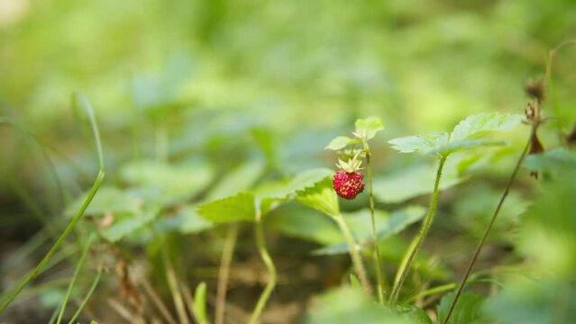 Fresh red raspberry in the forest. Berries in the park or garden. Human make a harvest .Summer day in nature