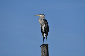 great blue heron