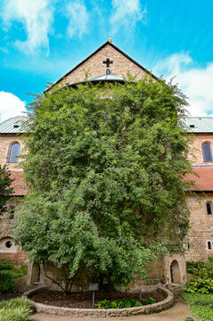 Der Tausendj&auml;hrige Rosenstock auf dem Friedhof des Hildesheimer Mariendoms ist das Wahrzeichen der Stadt Hildesheim, Niedersachsen, Deutschland