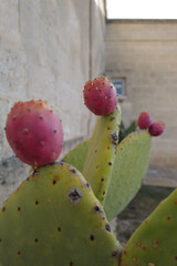 prickly pear cactus