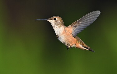 Obraz premium ruby hummingbird