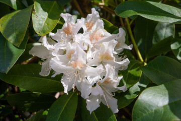 Spring bloom of the Rhododendron. beautiful white flowers growing on garden shrub