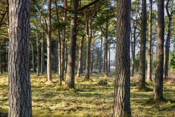 pine trees in the forest