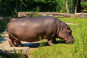 A hippo in Berlin Zoo in Germany