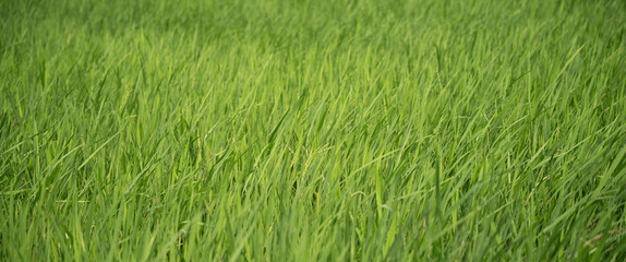 Field of green grass blowing in the wind
