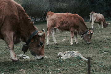 Vacas pastando 