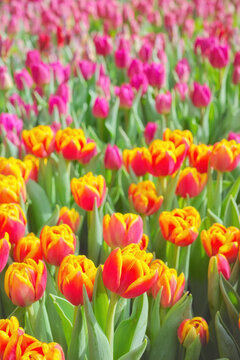 Field of tulips, natural colorful background, selective focus.