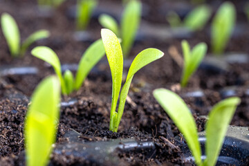 junge Gemüse Pflanzen und Gemüsesetzlinge im eigenen Garten