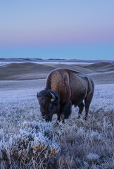 Under the twilight sky, a solitary bison forages among frosted grass, set against the subtle gradients of early morning light caressing the rolling fields.