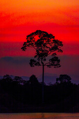 The amazing silhouette of trees formed by the sunset sun