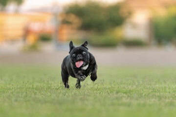 French bulldog running in the grass at the park