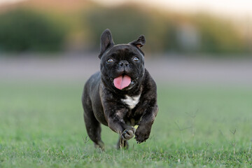 Close up photo of a French bulldog running