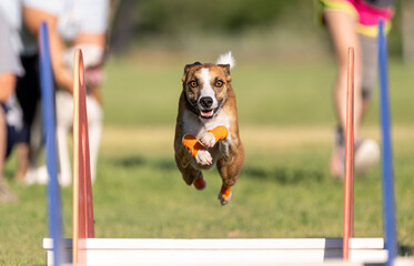 Mixed breed dog jumping over hurdles at the park