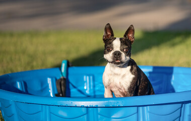 Boston Terrier dog sitting in a kiddie wading pool