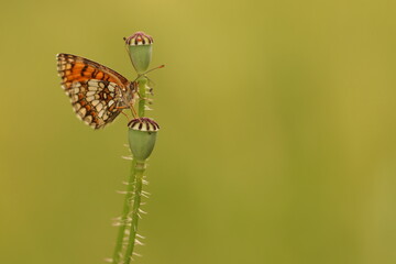 una farfalla melitaea athalia su fiori di papavero