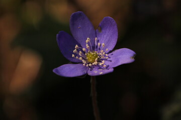 fiore di anemone hepatica nel bosco