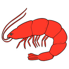 shrimp illustration hand drawn isolated vector	
