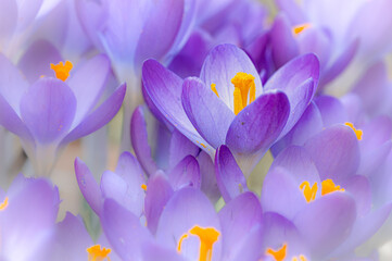 Crocuses indicate spring and ends the winter