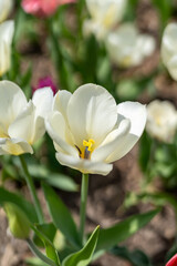 Obraz premium white and yellow flowers