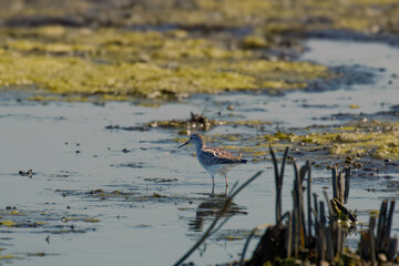 The lesser yellowlegs (Tringa flavipes) on the marsh.
