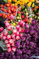 colorful tulips, Flower Market -Bloemenmarkt-, Singel canal, Amsterdam, Netherlands
