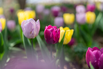 tulips in the garden