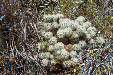 Cluster of small round Cactus in Texas