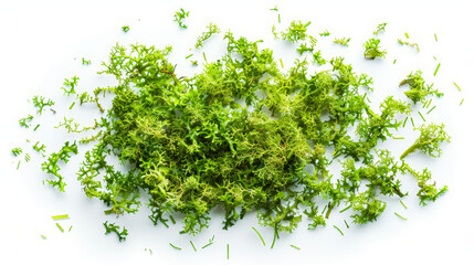 Fototapeta premium green moss isolated on white