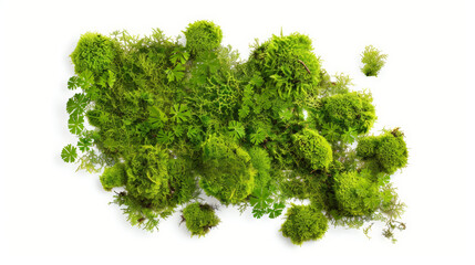 Obraz premium green moss isolated on white