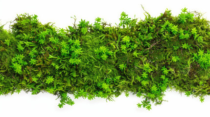 green moss isolated on white