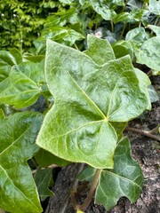 Fototapeta premium Leaf in the garden