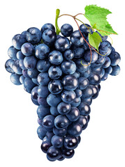 Cluster of dark blue grape with grape leaves on white background. File contains clipping path.