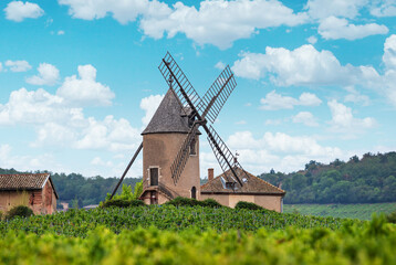 Vineyard or yard of vines and the eponymous windmill of famous french red wine at the background. Romanèche-Thorins, France.