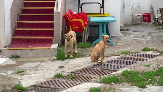 Two light brown dogs sitting in a Turkish courtyard