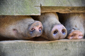 three pig noses