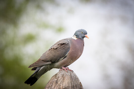 Common wood pigeon (Columba palumbus) on a wooden post. Profile view, close-up, grey-green blurred background, spring evening, soft lighting, wildlife photography, copy space.