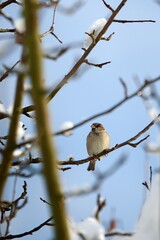 House Sparrow Perched on Winter Bush