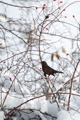 Blackbird on a Rosehip Bush