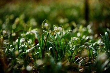 Blooming Snowdrops