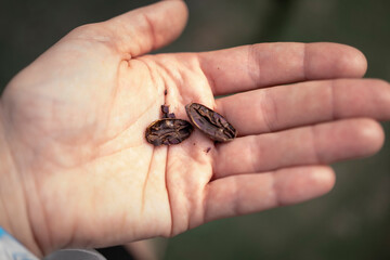 Cocoa bean open