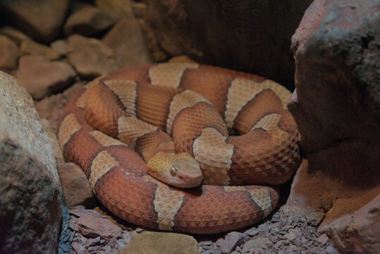 Venomous copperhead snake coiled between rocks