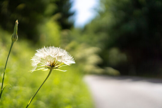 Dandelion in summer on a trail