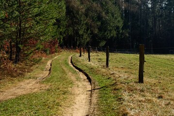 Picturesque Country Lane Alongside the Woods