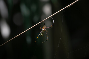 Spider in the jungle in Thailand