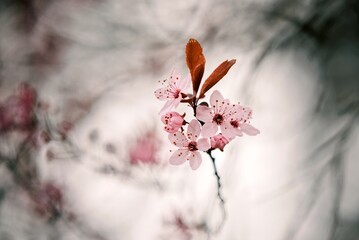 Romantic Sakura Blossom Close-up