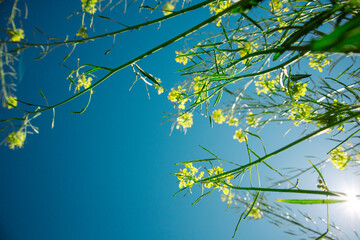 Yellow mustard flowers against clear blue sky in spring day. Perennial herbaceous plant with bright yellow flowers, grassland herbs swaying in a wind.